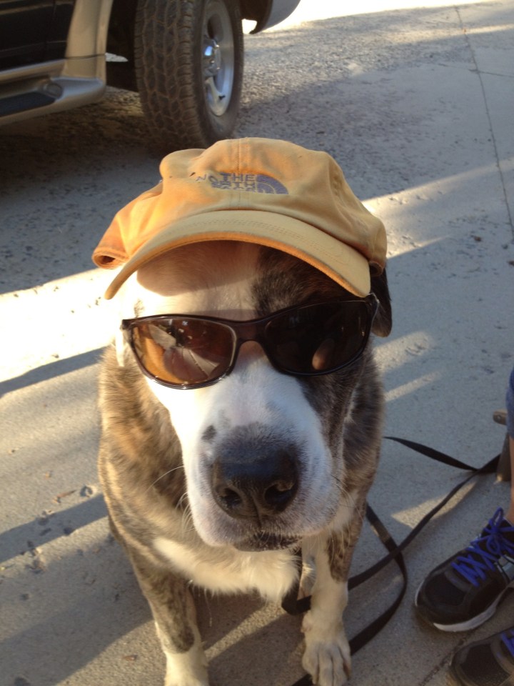 1186665_520112198065355_515425053_o