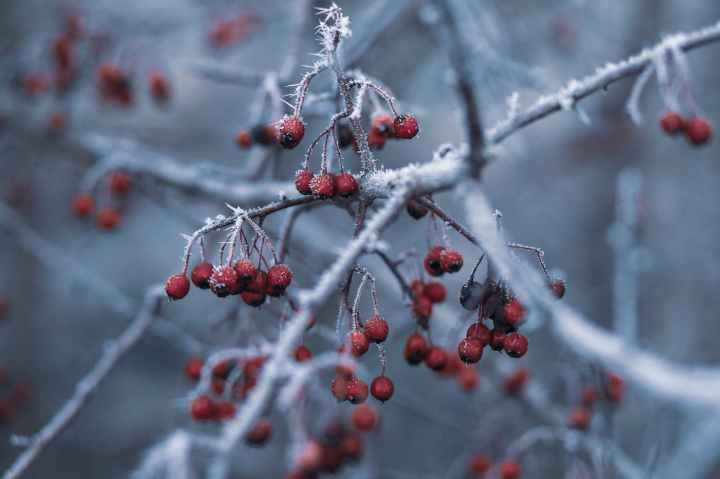 selective focus photography of red fruits with snow