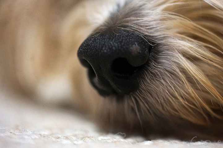 dog s nose