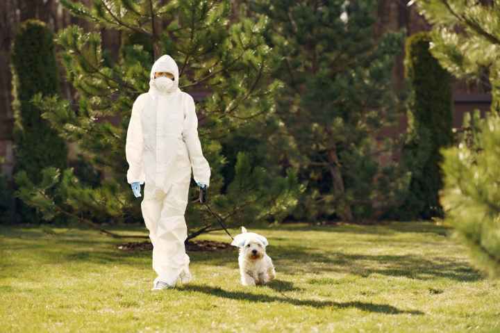person in white protective suit walking on green grass field with white dog